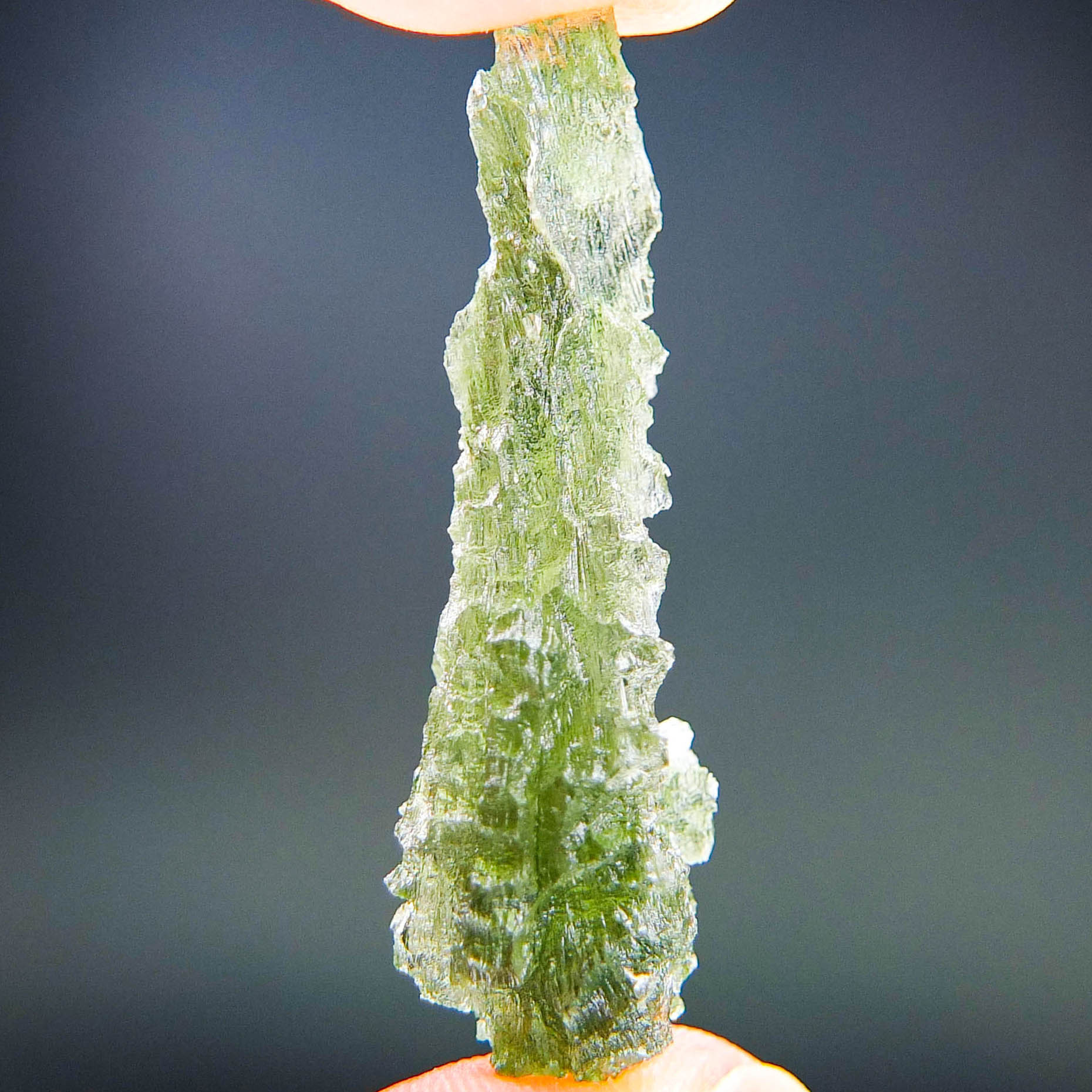 Excellent Hedgehog from Besednice