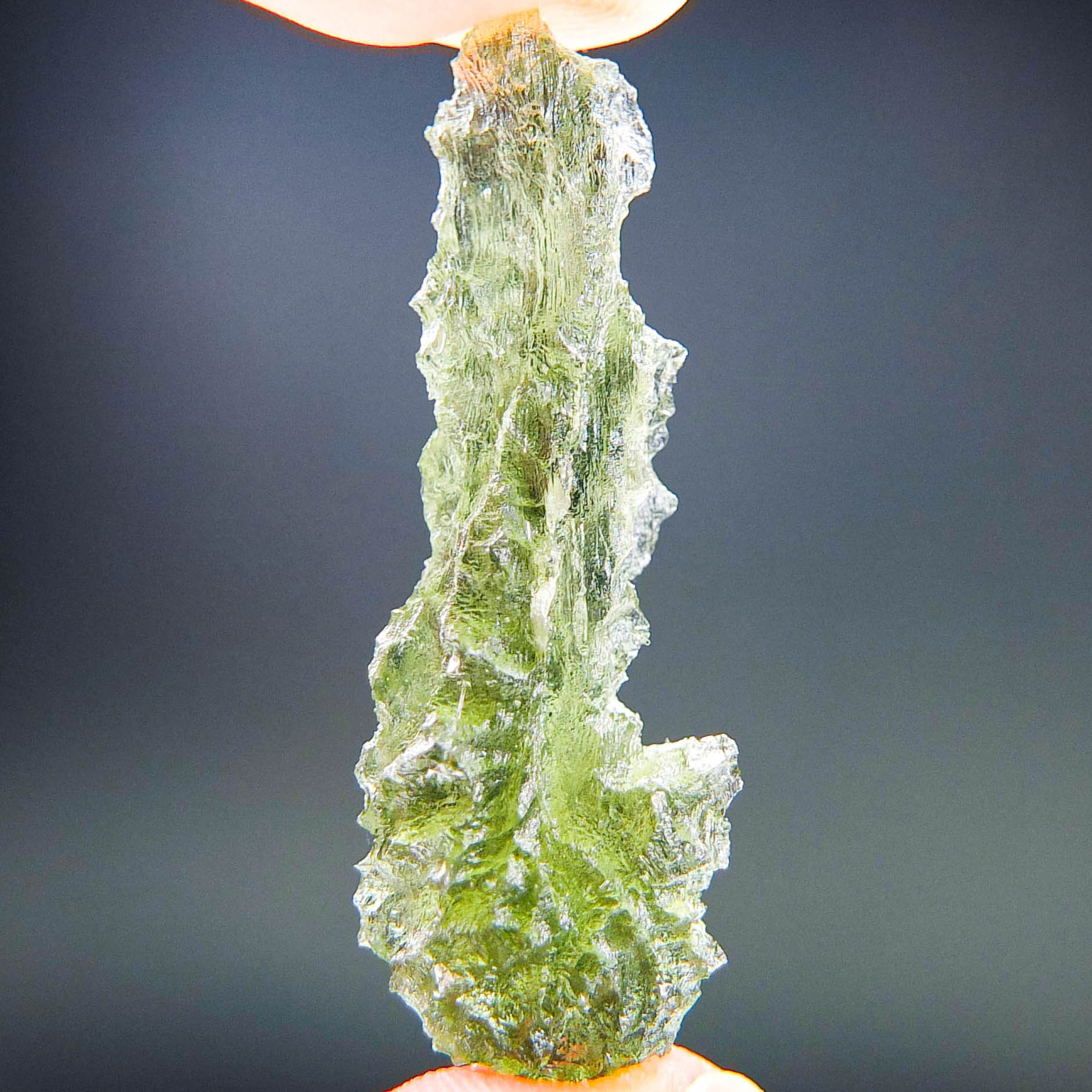 Excellent Hedgehog from Besednice