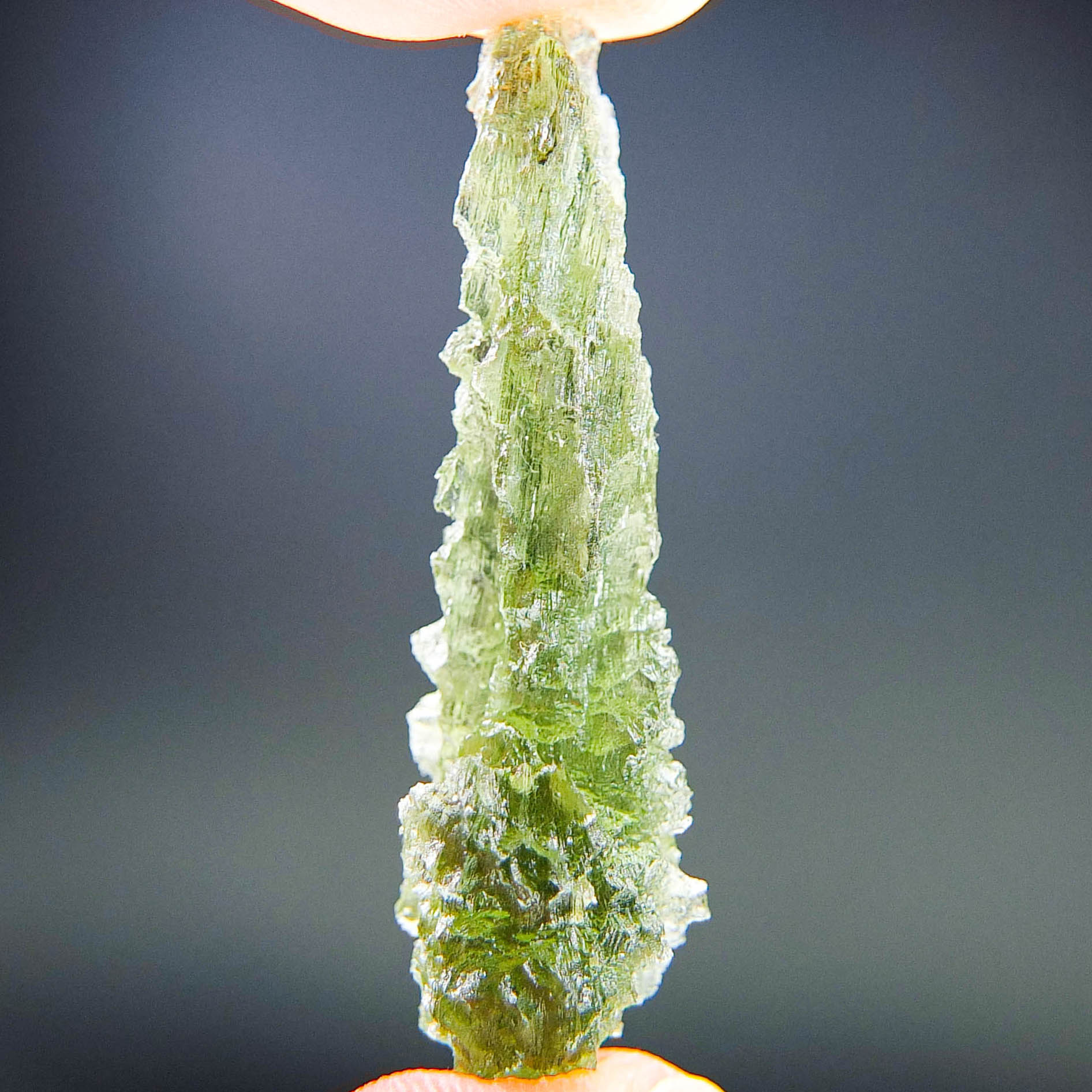 Excellent Hedgehog from Besednice